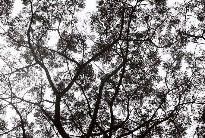 2. The tree that touches the sky (Siem Reap, Cambodia)