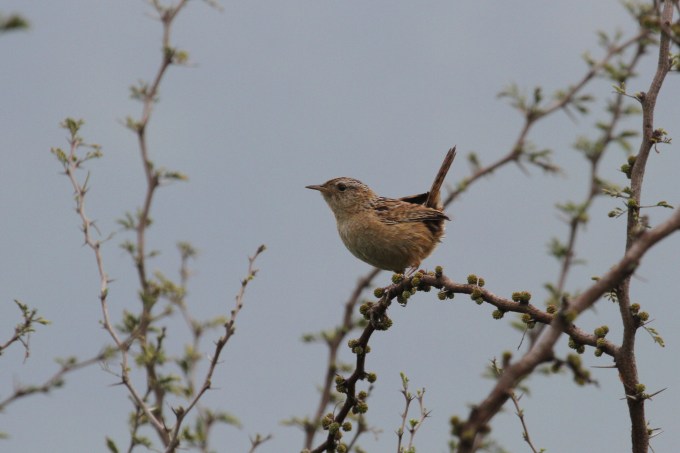 Chercán de las vegas