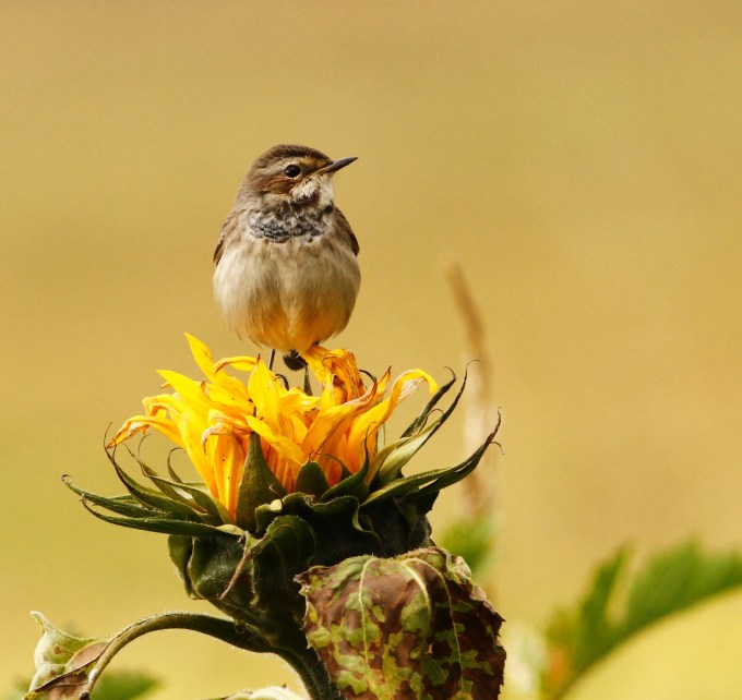 Bluethroat