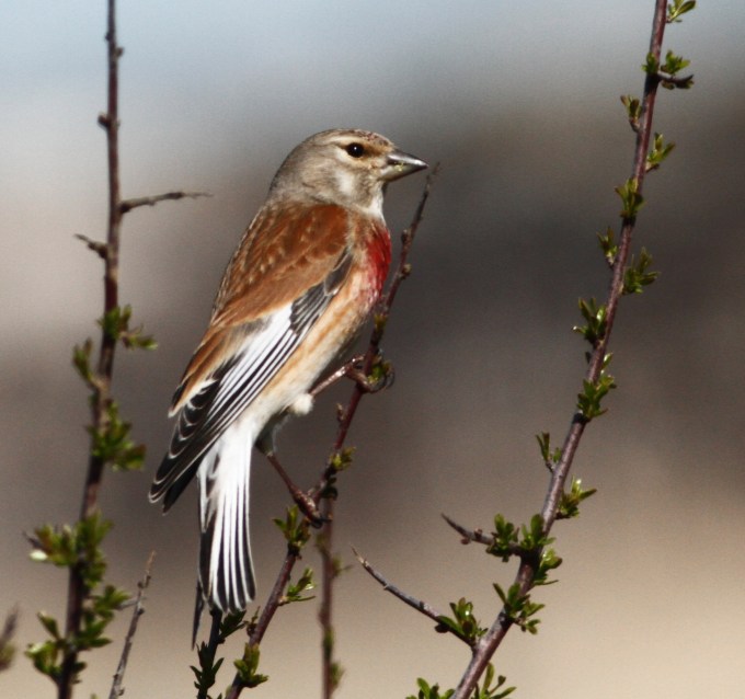 Common Linnet  1