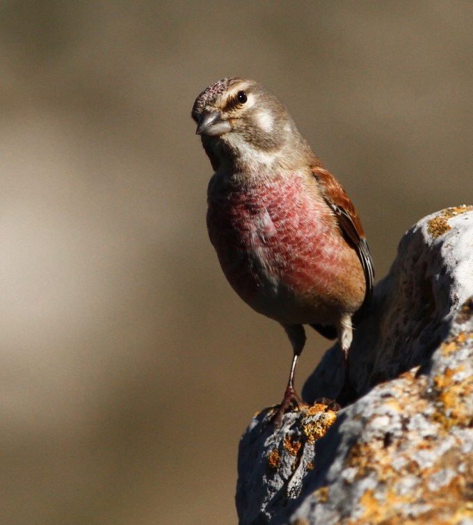 Common Linnet  2