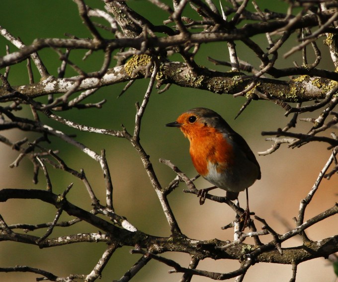 European Robin   Erithacus rubecula 1