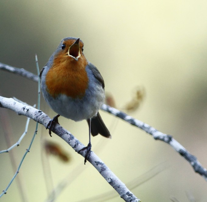 European Robin   Erithacus rubecula  2