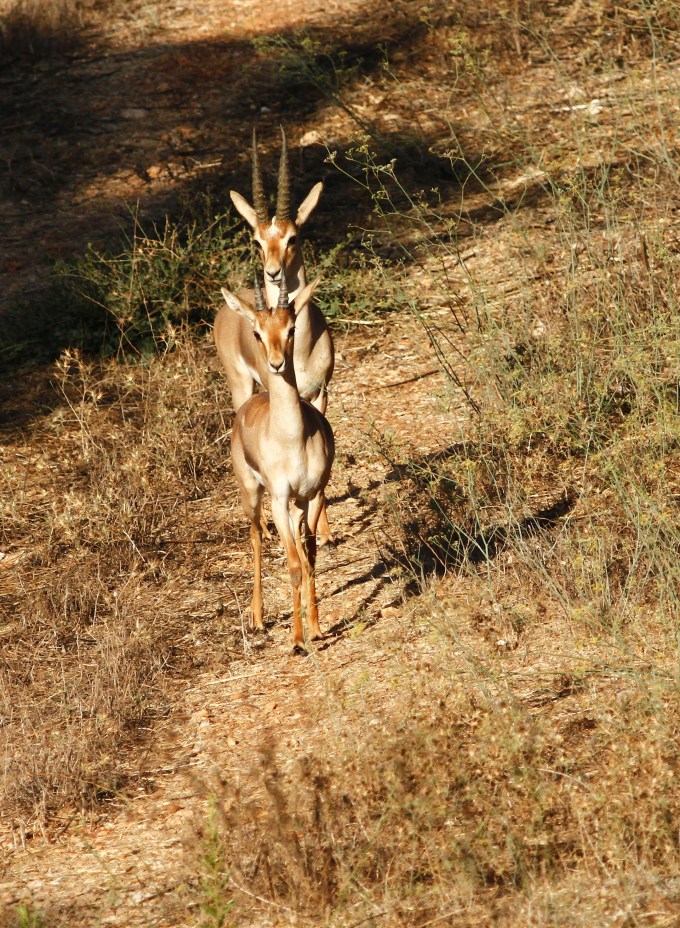 Mountain Gazelle
