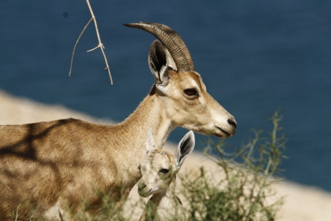 Nubian ibex 1