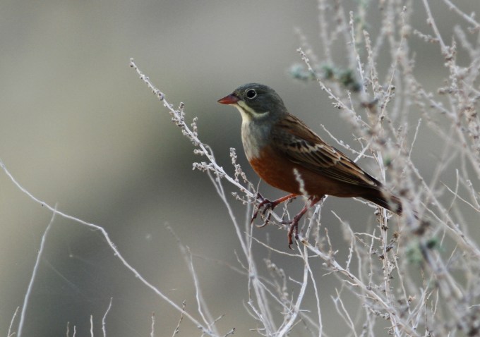 Ortolan Bunting   Emberiza hortulana