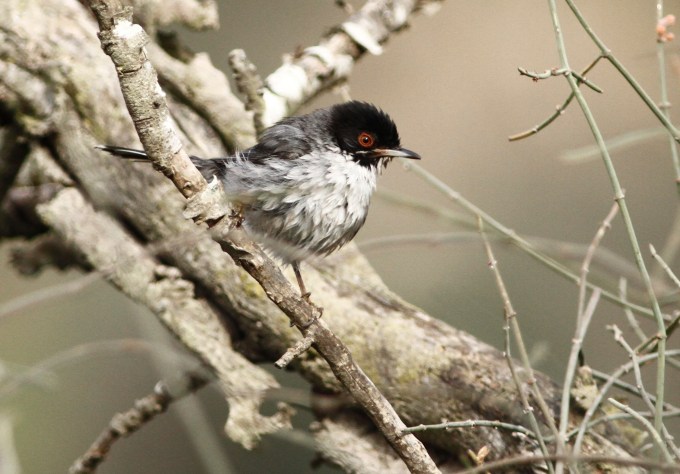 Sardinian Warbler  Sylvia melanocephala