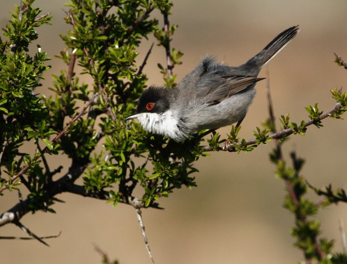 Sardinian Warbler