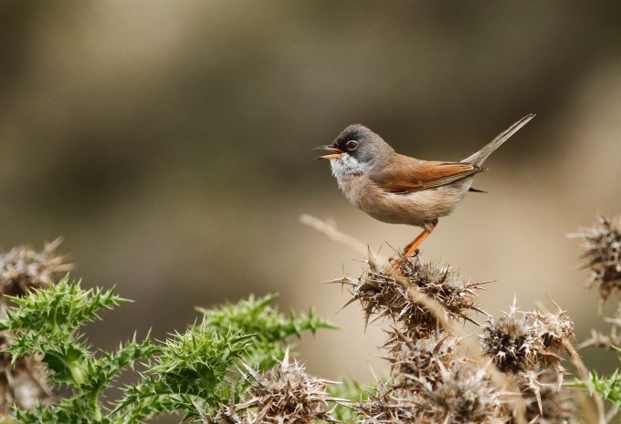 Spectacled Warbler