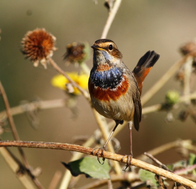 bluethroat-luscinia-svecica
