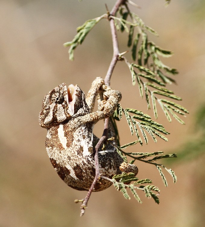 chameleon-chamaeleo-chmaeleon