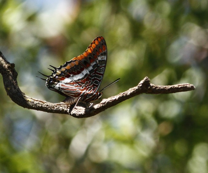 charaxes-jasius-two-tailed-pasha