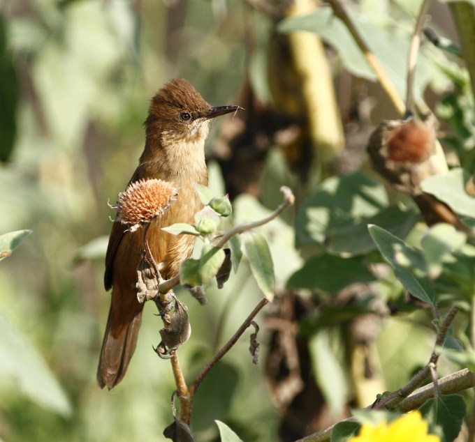 clamorous-reed-warbler-acrocephalus-stentoreus