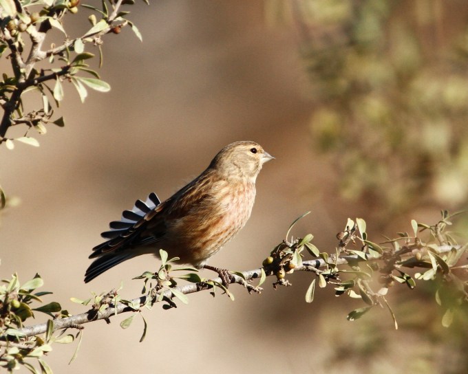 common-linnet-carduelis-cannabina