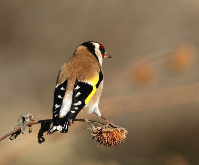 european-goldfinch-carduelis-carduelis