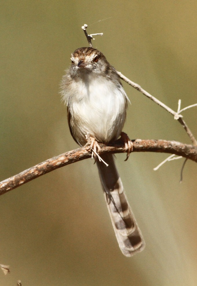 graceful-prinia-prinia-gracilis