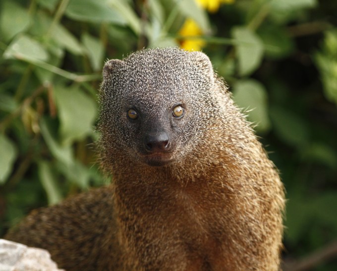egyptian-mongoose-herpestes-ichneumon-ichneumon-2