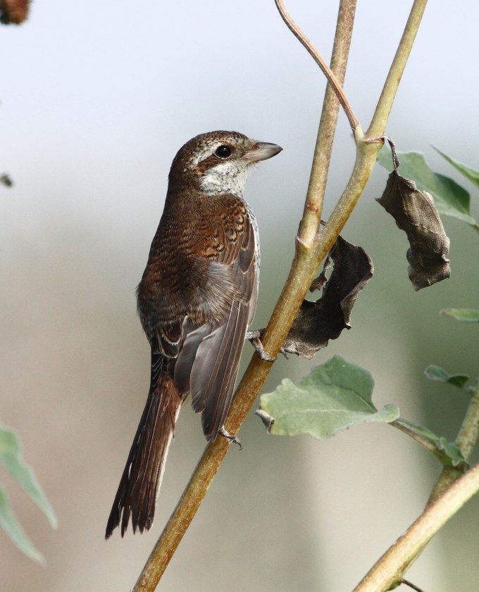 red-backed-shrike-lanius-collurio-1