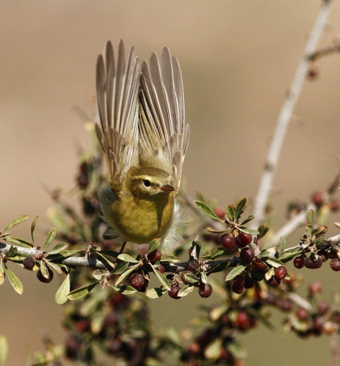 willow-warbler-phylloscopus-trochilus-1