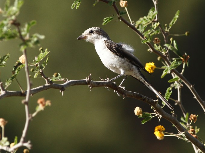 woodchat-shrike-lanius-senator-1