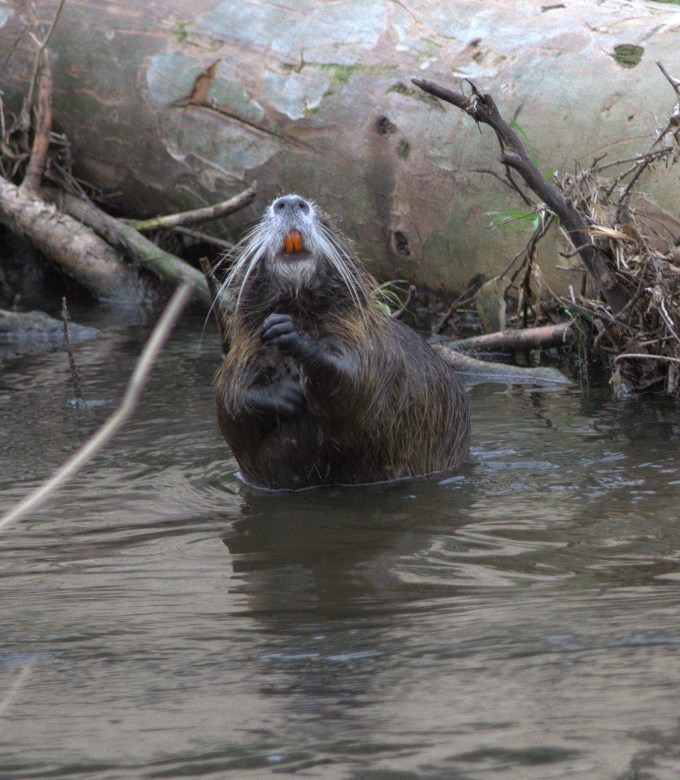Myocastor coypus – Nutria in Soreq valley - Yehuda mountains