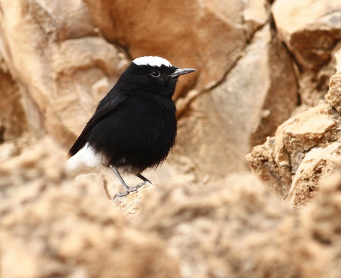 Oenanthe leucopyga - White-crowned Wheatear in Levels valley - Yehuda dezert