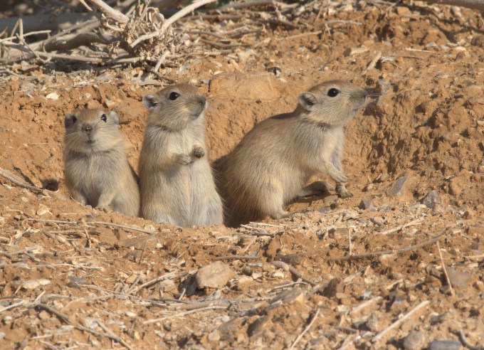 Psammomys obesus terrasanctae - Fat Sand Rat pups in Mishmar Walley - Yehuda dezert