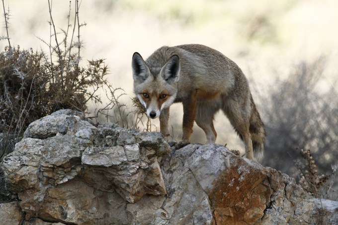 Vulpes vulpes - Red fox in Horkania - Yehuda dezert