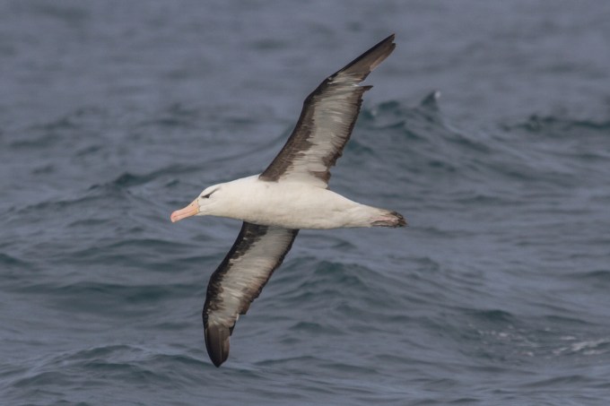 Albatros de ceja negra